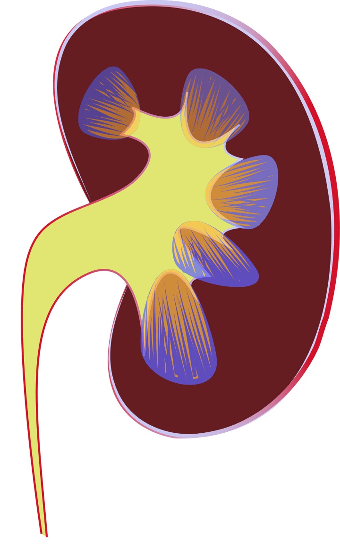 kidney-g219da059a_1920.jpg