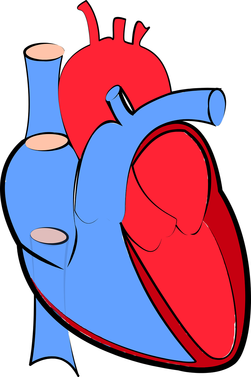 human-heart-g34573a02f_1280.png